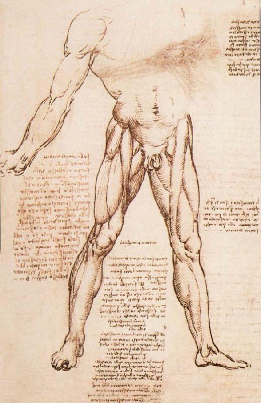 LEONARDO da Vinci Muscle structure of the thigh France oil painting art